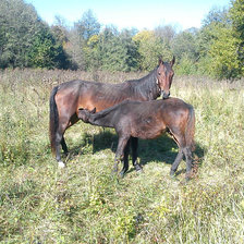 Схема вышивки «есть хочется»
