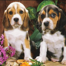 Схема вышивки «dog»