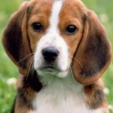 Схема вышивки «dog»