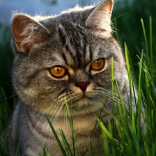 Схема вышивки «в зарослях»