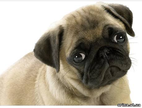 №389052 - собаки, мопс - оригинал