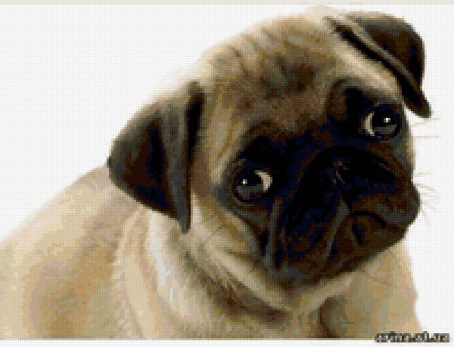 №389052 - собаки, мопс - предпросмотр