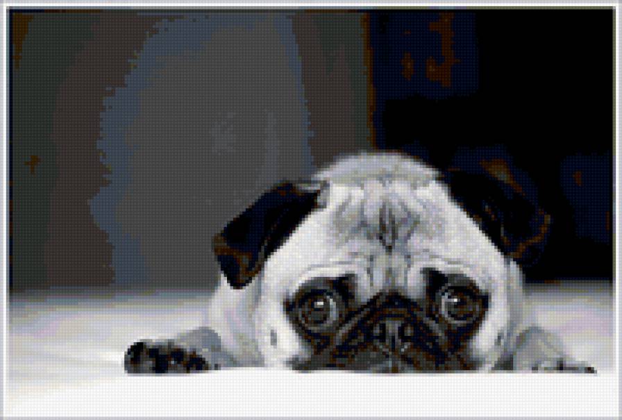 Мопсик - собаки, мопс - предпросмотр