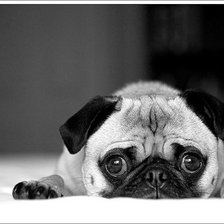 Схема вышивки «Мопсик»