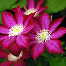 Схема вышивки «Клематис.»