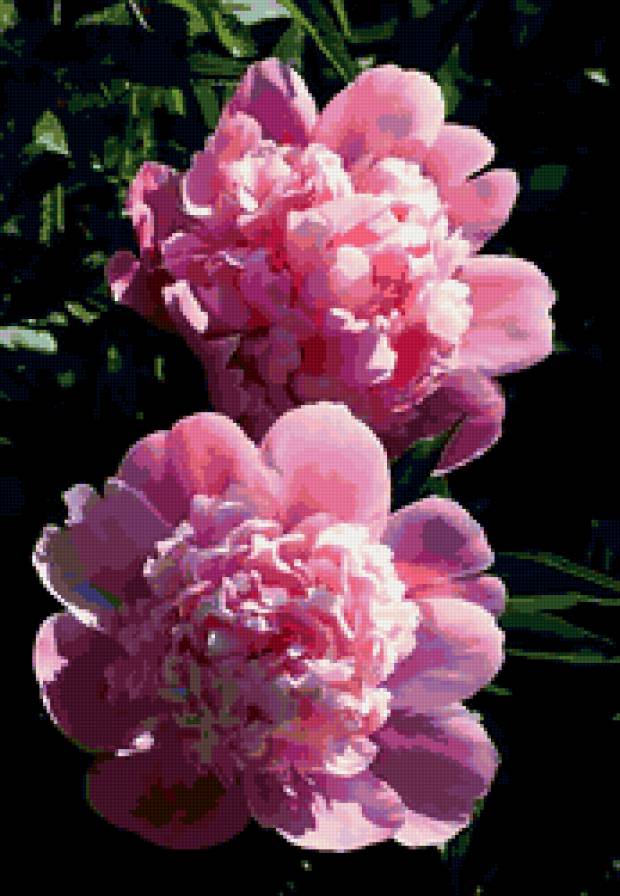 пионы - пара, цветы, пионы - предпросмотр