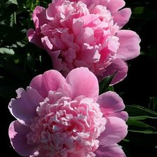 Схема вышивки «пионы»