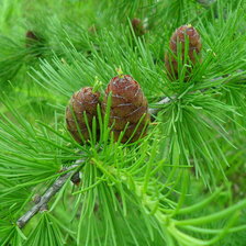 Схема вышивки «лиственница с шишками»