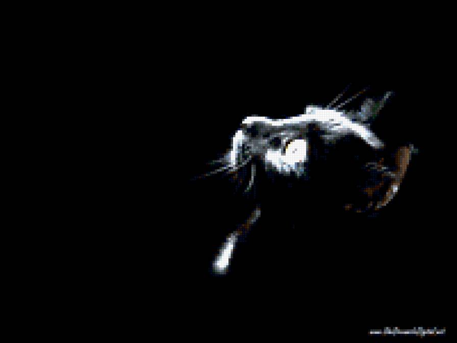 кот - хищник, кошка, зверь, кошки - предпросмотр