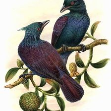 Схема вышивки «Райские птицы»