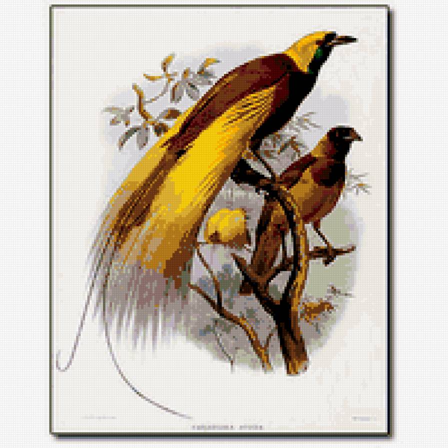 Райские птицы - птицы, животные - предпросмотр