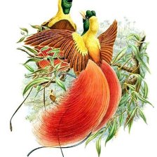 Схема вышивки «Райские птицы»