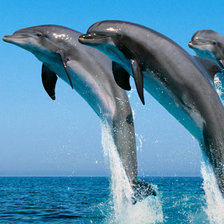Дельфины.