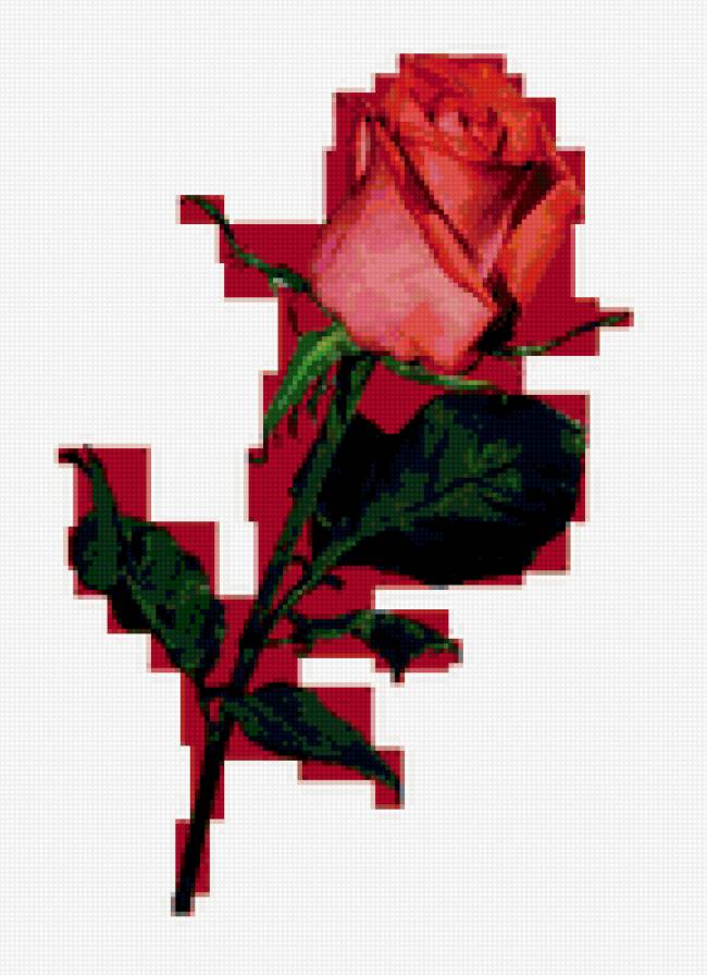 роза - роза, цветок, цветы, розы - предпросмотр