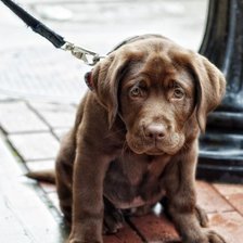 Схема вышивки «Собака»