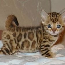 Схема вышивки «котенок-тигренок»