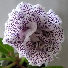 Схема вышивки «глоксиния-варьете»