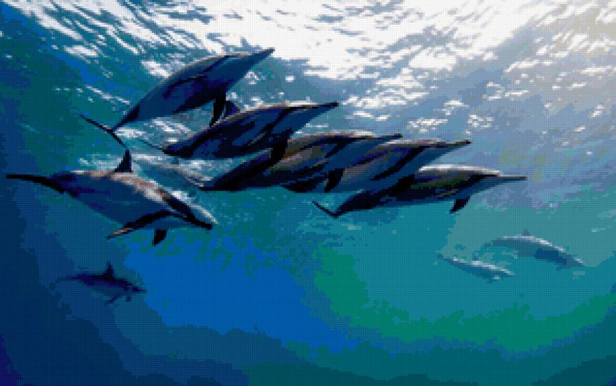 delfini - delfini, animals - предпросмотр