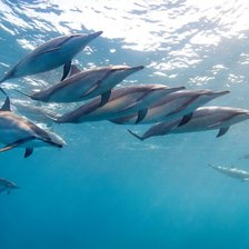Схема вышивки «delfini»