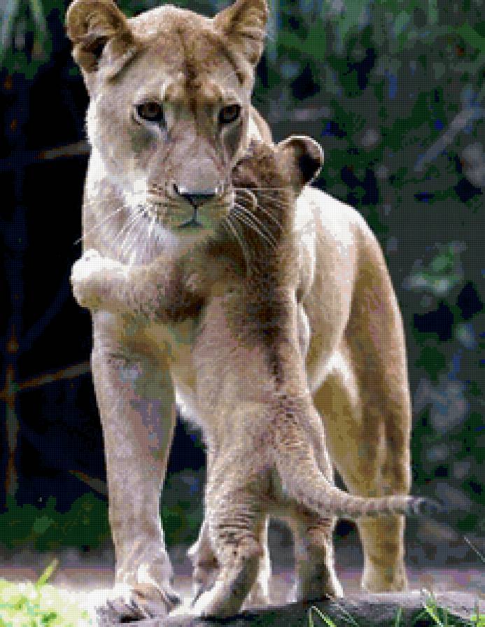 Львица со львенком - лев, любовь, ребенок, мать, львица - предпросмотр