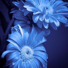 Схема вышивки «Голубые герберы»