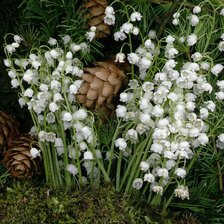 Схема вышивки «Ландыши и шишки1»