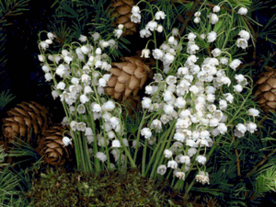 ЛиШ ДМС - предпросмотр