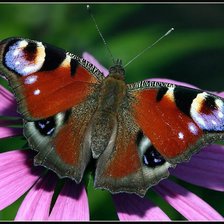 Схема вышивки «Бабочка»