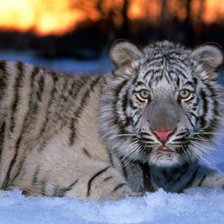 Схема вышивки «тигр»