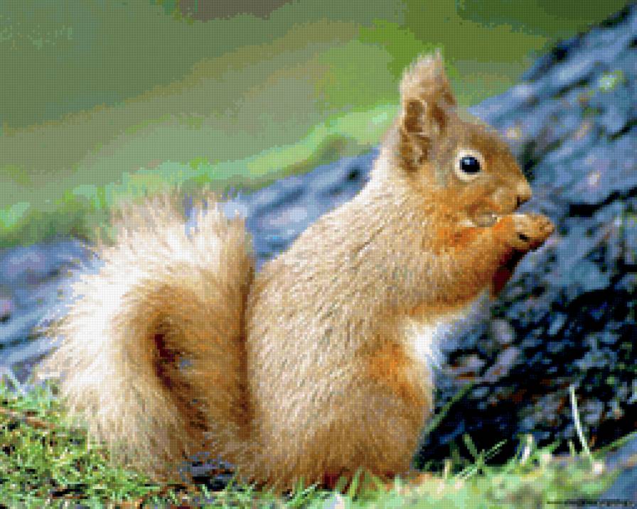 Белочка - белка - предпросмотр