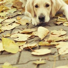 Схема вышивки «Собака»