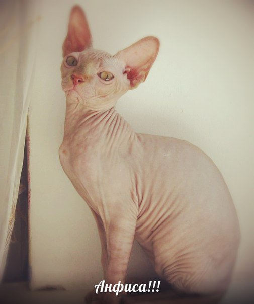 анфиса - коты - оригинал