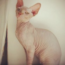 Схема вышивки «анфиса»