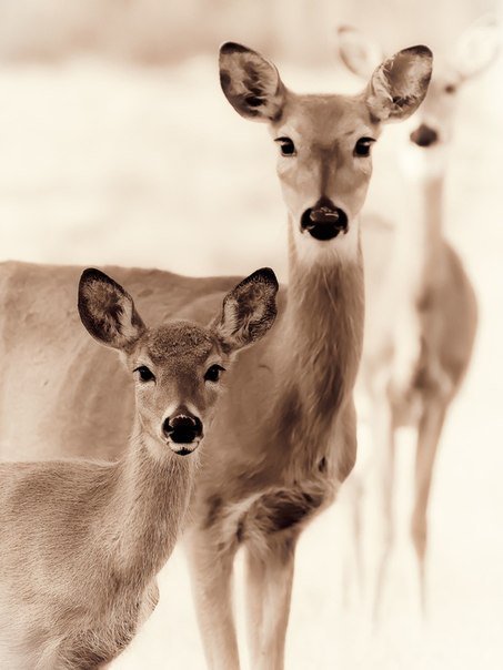 Олени - олененок - оригинал