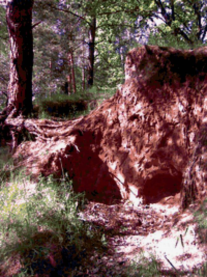 лесные тайны - предпросмотр