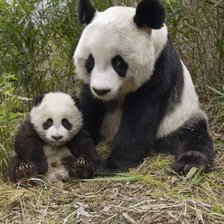 Схема вышивки «panda»