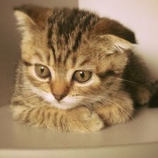 Схема вышивки «мурка»