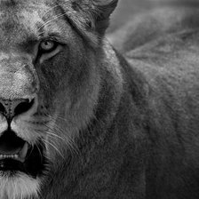 Схема вышивки «Львица»