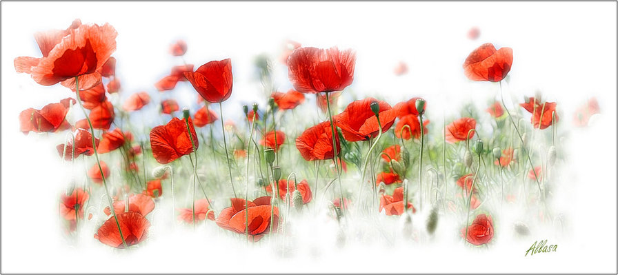 маки - оригинал