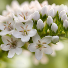 Схема вышивки «Белые цветы»