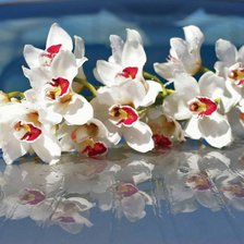 Схема вышивки «Дендробиум белый»