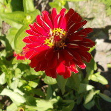 Схема вышивки «Цинния»