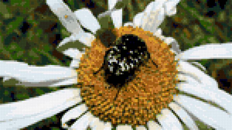 букашка на ромашке - цветы, насекомые - предпросмотр