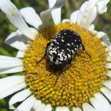 Схема вышивки «букашка на ромашке»
