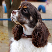 Схема вышивки «На прогулке»