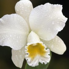 Схема вышивки «Цимбидиум.»