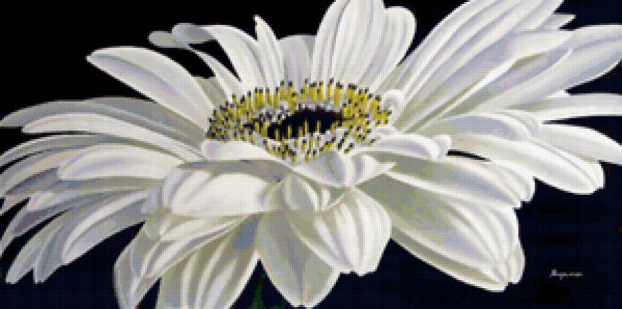 Белая гербера - цветы, на черной канве - предпросмотр