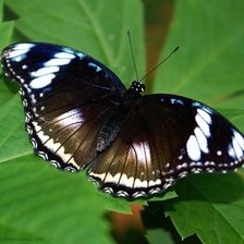 Схема вышивки «бабочка»