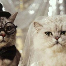 Схема вышивки «свадебные киски»