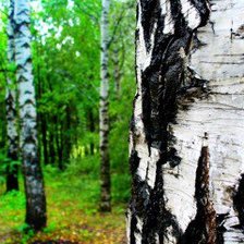 Схема вышивки «берёзовая роща»